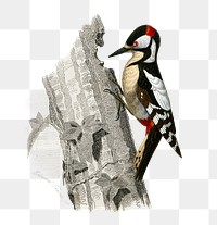 Vintage great spotted woodpecker bird png, remix from artworks by Charles Dessalines D&#39;orbigny