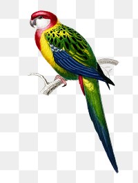 Vintage carolina parrot bird png, remix from artworks by Charles Dessalines D&#39;orbigny