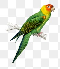 Vintage eastern rosella bird png, remix from artworks by Charles Dessalines D'orbigny