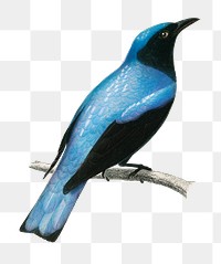 Vintage square-tailed drongo bird png, remix from artworks by Charles Dessalines D&#39;orbigny