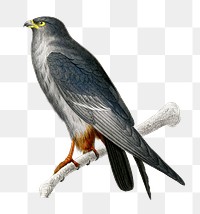 Vintage red-footed falcon bird png, remix from artworks by Charles Dessalines D&#39;orbigny