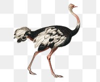 Vintage common ostrich png, remix from artworks by Charles Dessalines D&#39;orbigny