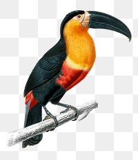 Vintage toucan bird png, remix from artworks by Charles Dessalines D&#39;orbigny