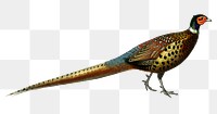 Vintage ring-necked pheasant  bird png, remix from artworks by Charles Dessalines D'orbigny