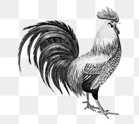 Vintage cock png, remix from artworks by Charles Dessalines D&#39;orbigny