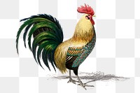 Vintage cock png, remix from artworks by Charles Dessalines D&#39;orbigny