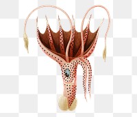 Vintage png umbrella squid, remix from artworks by Charles Dessalines D&#39;orbigny
