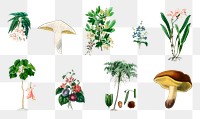 Vintage plant and mushroom png set, remix from artworks by Charles Dessalines D&#39;orbigny