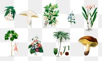 Vintage plant and mushroom png set, remix from artworks by Charles Dessalines D'orbigny