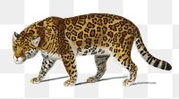 Vintage Jaguar png wild animal, remix from artworks by Charles Dessalines D'orbigny