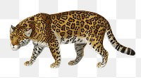 Vintage Jaguar png wild animal, remix from artworks by Charles Dessalines D'orbigny