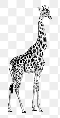 Hand drawn giraffe png wild animal, remix from artworks by Charles Dessalines D&#39;orbigny