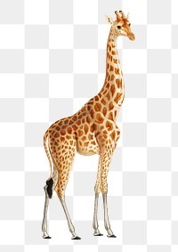 Hand drawn giraffe png wild animal, remix from artworks by Charles Dessalines D&#39;orbigny