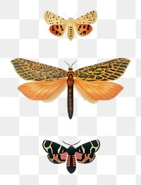 Vintage png butterflies and moths, remix from artworks by Charles Dessalines D&#39;orbigny