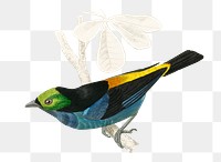 Vintage tanagra tatao bird png, remix from artworks by Charles Dessalines D&#39;orbigny