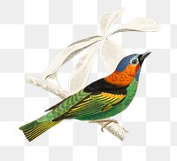 Vintage tanagra tatao bird png, remix from artworks by Charles Dessalines D'orbigny