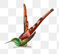 Vintage red-tailed comet bird png, remix from artworks by Charles Dessalines D'orbigny