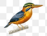 Vintage rufous-collared kingfisher bird png, remix from artworks by Charles Dessalines D&#39;orbigny
