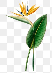 Vintage png bird of paradise flower, remix from artworks by Charles Dessalines D&#39;orbigny