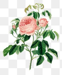 Vintage png cabbage rose flower, remix from artworks by Charles Dessalines D&#39;orbigny