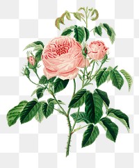 Vintage png cabbage rose flower, remix from artworks by Charles Dessalines D'orbigny