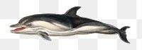 Vintage short beaked common dolphin png, remix from artworks by Charles Dessalines D'orbigny