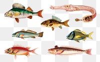 Vintage fish png set, remix from artworks by Charles Dessalines D'orbigny