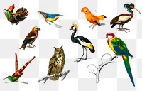 Vintage bird png set, remix from artworks by Charles Dessalines D&#39;orbigny