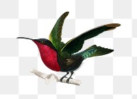 Vintage garnet throated hummingbird bird png, remix from artworks by Charles Dessalines D&#39;orbigny