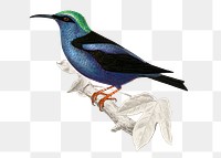 Vintage ed legged honeycreeper bird png, remix from artworks by Charles Dessalines D'orbigny