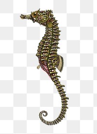 Vintage lined seahorse png, remix from artworks by Charles Dessalines D'orbigny