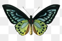 Vintage green birdwing png butterfly, remix from artworks by Charles Dessalines D&#39;orbigny