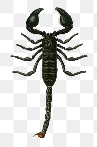 Vintage emperor scorpion png, remix from artworks by Charles Dessalines D'orbigny