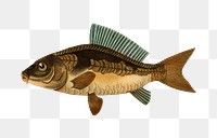 Vintage common carp png fish, remix from artworks by Charles Dessalines D&#39;orbigny