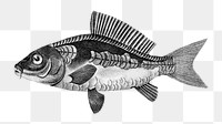 Vintage common carp png fish, remix from artworks by Charles Dessalines D'orbigny