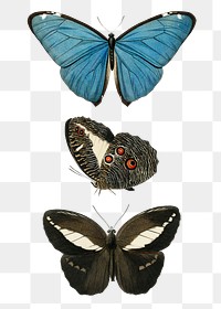 Vintage butterflies and moths png set, remix from artworks by Charles Dessalines D'orbigny