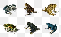 Vintage frog png set amphibian, remix from artworks by Charles Dessalines D'orbigny