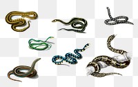 Vintage hand drawn snakes png, remix from artworks by Charles Dessalines D&#39;orbigny