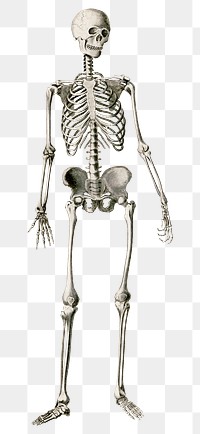 Vintage png human skeleton, remix from artworks by Charles Dessalines D&#39;orbigny