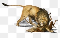 Vintage png lion eating deer, remix from artworks by Charles Dessalines D&#39;orbigny