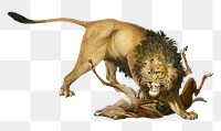 Vintage png lion eating deer, remix from artworks by Charles Dessalines D'orbigny