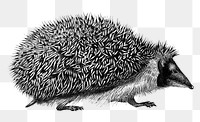 Vintage European hedgehog png animal, remix from artworks by Charles Dessalines D&#39;orbigny