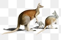 Vintage red kangaroo png animal, remix from artworks by Charles Dessalines D&#39;orbigny