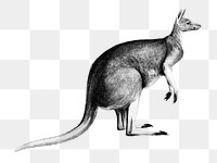 Vintage red kangaroo png animal, remix from artworks by Charles Dessalines D'orbigny