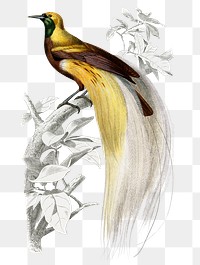 Vintage the greater bird-of-paradise bird png, remix from artworks by Charles Dessalines D&#39;orbigny