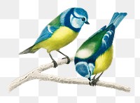 Vintage eurasian blue tit bird png, remix from artworks by Charles Dessalines D'orbigny