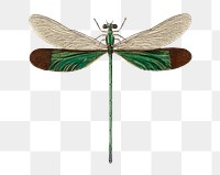 Vintage stream glory png insect, remix from artworks by Charles Dessalines D&#39;orbigny