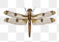 Vintage painted skimmer png insect, remix from artworks by Charles Dessalines D&#39;orbigny