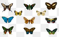 Vintage butterflies and moths png set, remix from artworks by Charles Dessalines D'orbigny