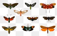 Vintage butterflies and moths png set, remix from artworks by Charles Dessalines D'orbigny